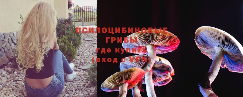 Псилоцибиновые грибы Cubensis  Бабушкин 